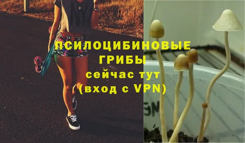 Галлюциногенные грибы MAGIC MUSHROOMS  Дно 